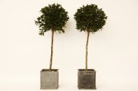 Lot 713 - A pair of simulated bay trees