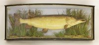 Lot 235 - Taxidermy: a stuffed pike