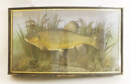 Lot 237 - Taxidermy: a stuffed tench