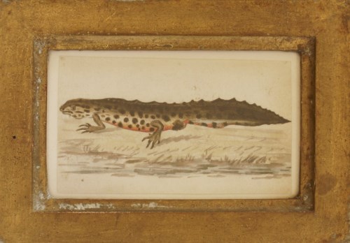 Lot 73 - Richard Polydore Nodder (fl.1793-1820)
A GREAT CRESTED NEWT
Pen and ink and coloured washes
5.75 x 9.5cm