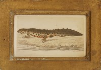 Lot 73 - Richard Polydore Nodder (fl.1793-1820)
A GREAT CRESTED NEWT
Pen and ink and coloured washes
5.75 x 9.5cm