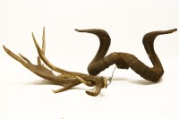 Lot 1266 - A pair of rams horns