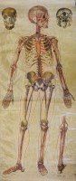 Lot 312 - Two Mid 20th Century anatomical diagramatic charts