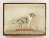 Lot 162 - A Victorian taxidermy miniature dog