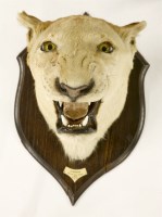 Lot 165 - A taxidermy head mount of a lioness