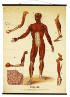 Lot 178 - A set of six W & A J Johnston's series of Anatomy Charts