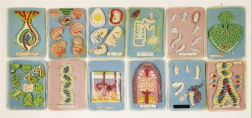 Lot 180 - An unusual collection of school biology class press-moulded teaching aids