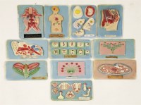 Lot 179 - An unusual collection of school biology class press moulded teaching aids