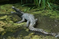 Lot 158 - Crocodile