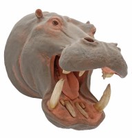 Lot 164 - Hippopotamus head