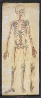 Lot 230 - Two anatomical wall charts