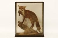 Lot 639 - Taxidermy - a stuffed fox with a partridge in its mouth