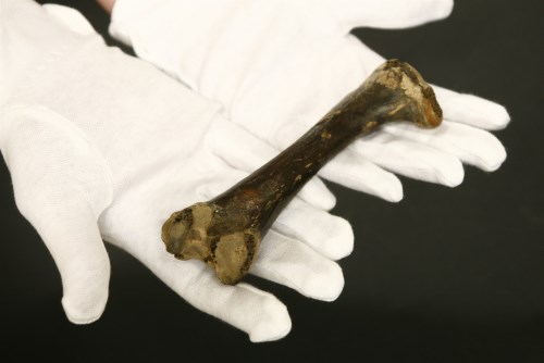 159 - Dodo femur bone