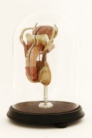 Lot 186 - An anatomical sectional model of a penis
