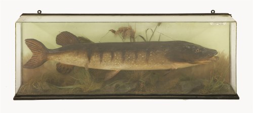 Lot 195 - A large mounted pike