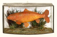 Lot 149 - A large taxidermy goldfish