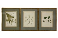 Lot 309 - Worthington George Smith (1835-1917)
BOTANICAL STUDIES
variously inscribed and dated 
34 x 24cm framed (3)
