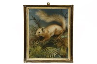 Lot 218 - A taxidermy red squirrel