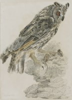 Lot 336 - Robert Mitford (1781-1870)
A LONG-EARED OWL
Signed l.r.