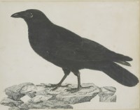 Lot 337 - Robert Mitford (1781-1870)
A CARRION CROW
Signed l.r.