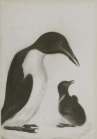 Lot 343 - Prideaux John Selby (1788-1867)
A GUILLEMOT AND CHICK
Signed l.l.
