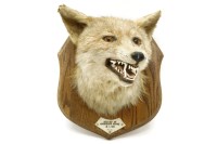 Lot 382 - A taxidermy fox mask on oak shield