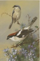 Lot 129 - Archibald Thorburn (1860-1935)
LESSER-GREY SHRIKE AND WOODCHAT SHRIKE
Watercolour and bodycolour
28 x 19cm

Provenance:  Lyon & Turnbull