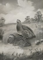 Lot 118 - Robert W Milliken (1920-2014)
ENGLISH PARTRIDGE
Signed and dated '75' l.r.