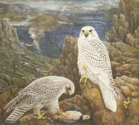 Lot 107 - George F Miller (20th century)
GYRFALCON
Signed l.r.