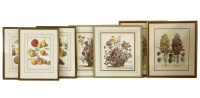 Lot 426 - Three decorative botanical prints after Jonathan Jacob Walter