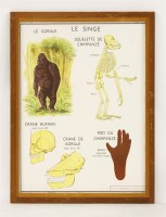 Lot 658 - A set of nine French double-sided educational posters