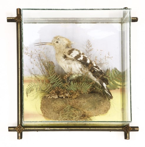 Lot 790 - A taxidermy study of a Hoopoe standing on ferns