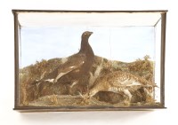 Lot 1057A - A taxidermy study of black grouse on a stylised landscape