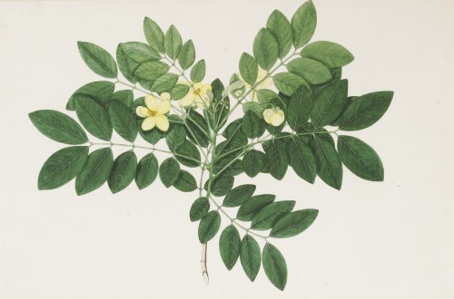 Lot 710 - Janet Dick (fl.1792-1807)
AN INDIAN SHRUB WITH YELLOW BLOSSOM
Watercolour
36 x 52cm

A paper label verso is inscribed 'Drawn while the artist was resident in India between 1792 and 1807'.

Provenance