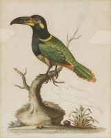 Lot 700 - George Edwards (1694-1773)
'THE BILL-BIRD'
Hand-coloured etching from 'A Gleaning of Natural History...'
24 x 19cm;
and eight others of Toucans