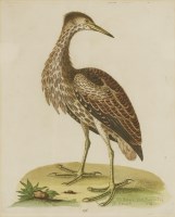 Lot 701 - George Edwards (1694-1773)
'THE BITTERN FROM HUDSONS BAY'
Hand-coloured etching from 'Uncommon Birds'