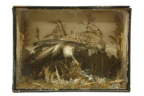 Lot 229 - A Victorian taxidermy study of a Kestrel eating a sparrow