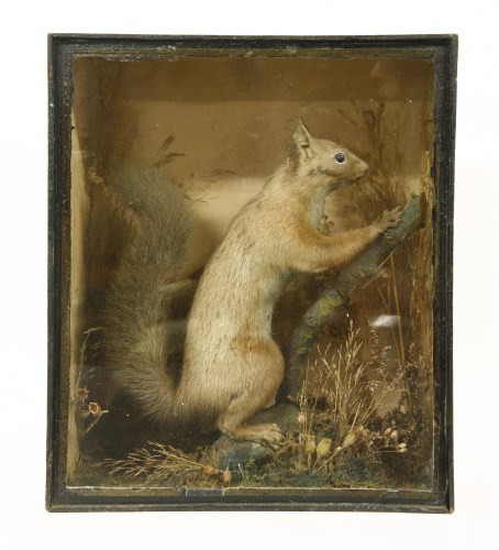 Lot 131 - A taxidermy study of a red squirrel