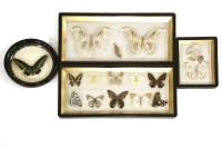 Lot 410 - Four framed cases of exotic butterflies and moths