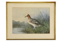 Lot 350 - Cheverton White
A DUCK IN REEDS
Signed I.r.