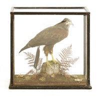 Lot 217 - A Harris hawk (Parabuteo unicinctus)
a taxidermy specimen mounted on a stump within a naturalistic ground and in a five-glass case