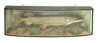 Lot 218 - A preserved and mounted pike