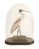 Lot 219 - A Victorian stuffed and mounted spoonbill