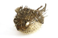 Lot 378 - Taxidermy: a large Puffer fish