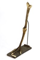 Lot 372 - A Cassowary skeletal leg and foot