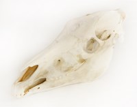 Lot 365 - A zebra skull