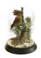 Lot 374 - Taxidermy: a pair of Crossbills in a wintry naturalistic setting