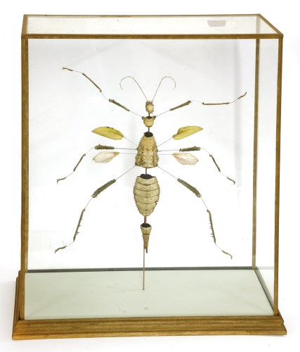 Lot 377 - An exploding large insect (unknown)