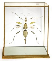 Lot 377 - An exploding large insect (unknown)