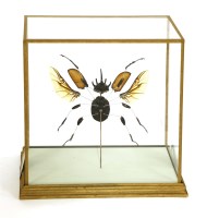 Lot 376 - An exploding horned beetle